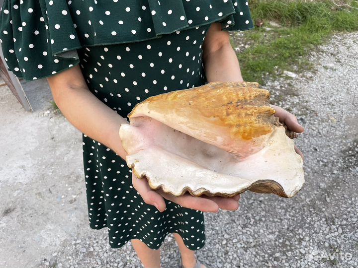 Большая ракушка