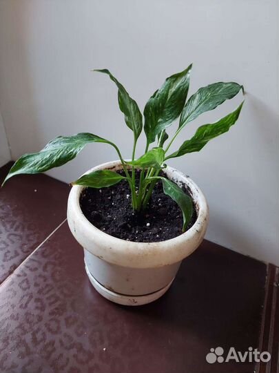 Спатифиллум пестролистный