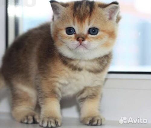 Золотые медвежата