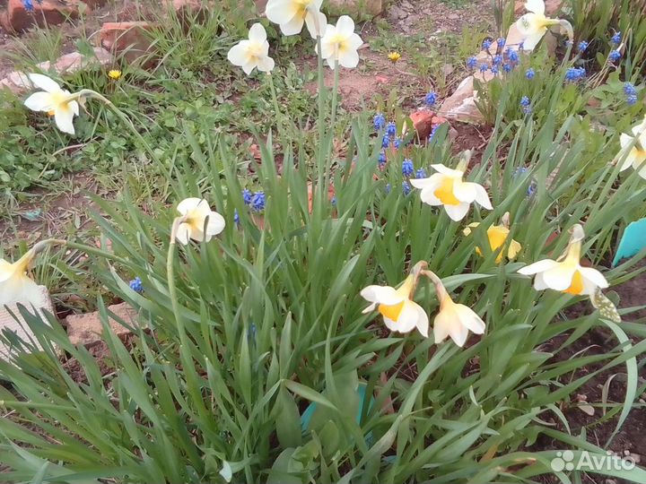 Многолетние цветы для сада