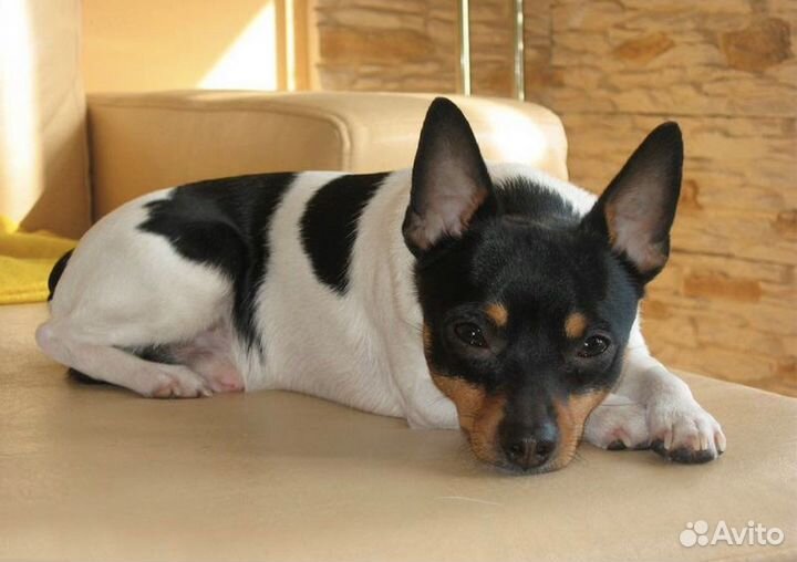 Передержка собак малых пород