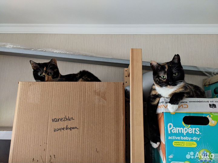 Кошка кисти великого импрессиониста в дар