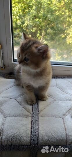 Золотой котик