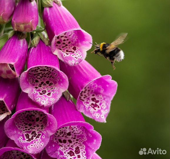 Наперстянка