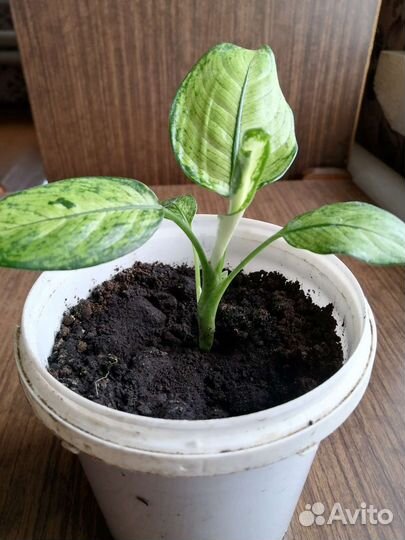 Диффенбахия