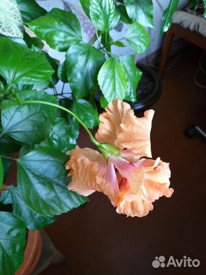 Китайские розы