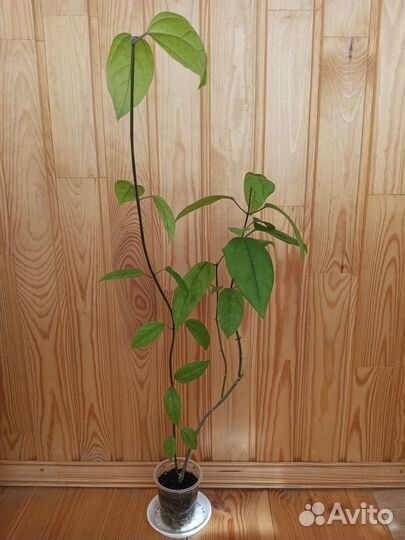 Клеродендрум