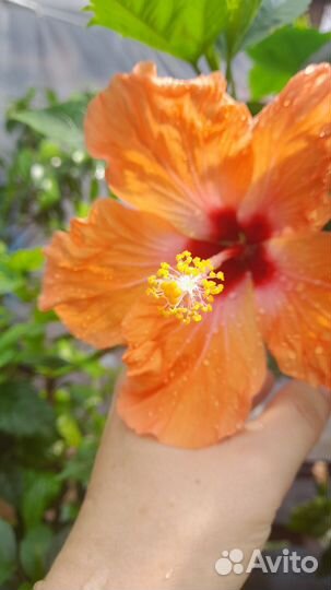 Гибискус китайская роза
