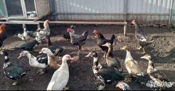 Мускусные утки