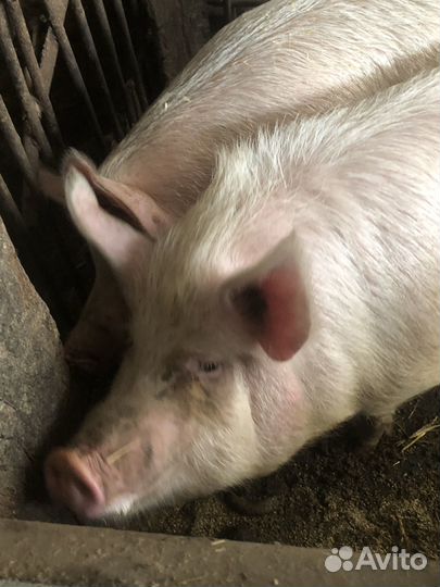 Свиноматки