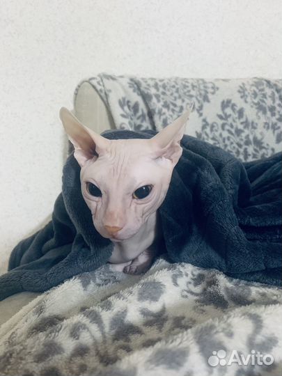 Донской сфинкс вязка