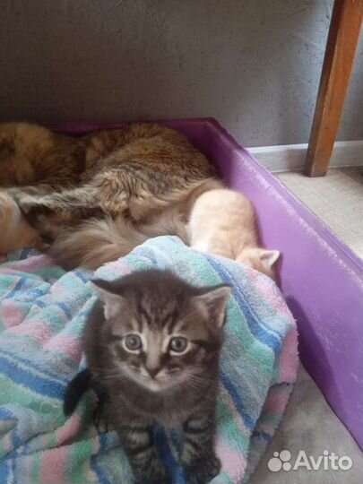 Шотландские котята