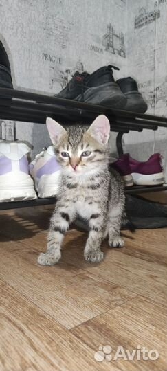 Котятки в добрые руки