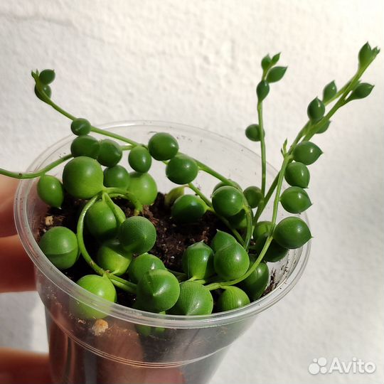 Комнатные растения