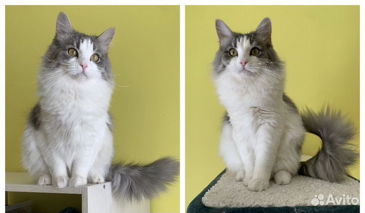 Котёнок с документами