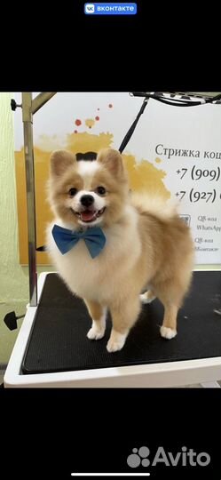 Вязка немецкий шпиц
