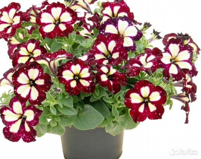 Вегетативная петуния укорененные черенки