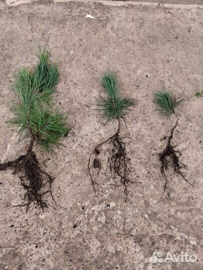 Саженцы Кедра