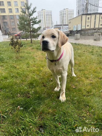 Лабрадор щенок 8 мес