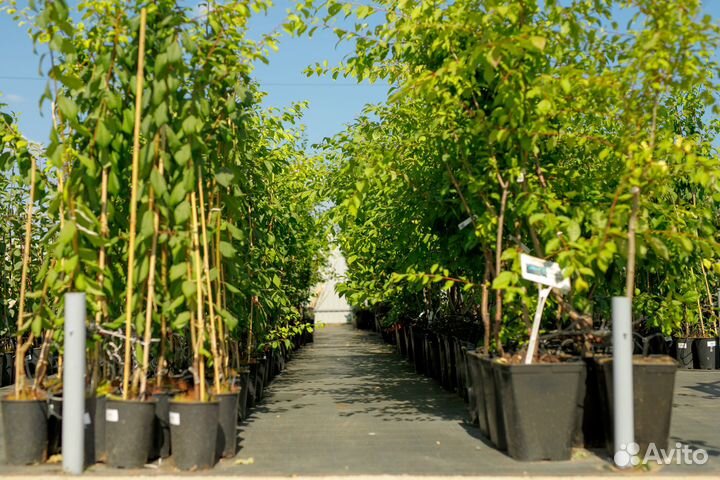 Яблоня, груша, вишня, дюк, алыча