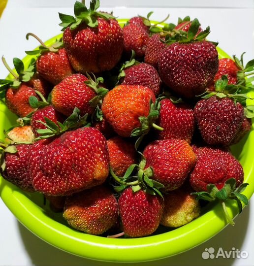 Рассада клубники сортовая