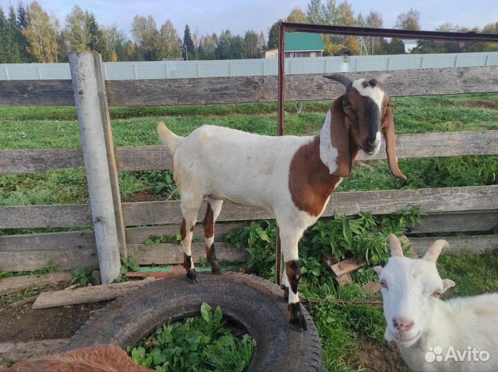 Козочки нуб-камори