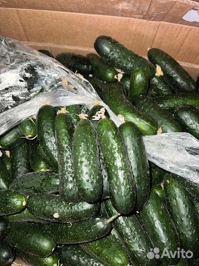 Огурцы свежие домашние