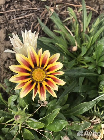 Семена цветов однолетники