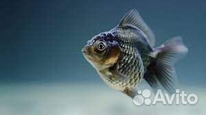 Хлеб Молоко творог йогурт и т.д для животных