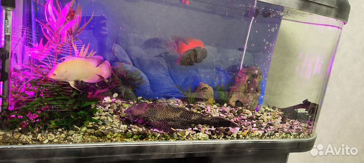 Аквариумные рыбки