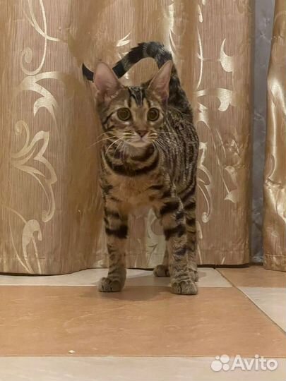 Котёнок Абикун