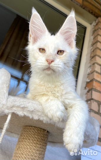 Мейн-кун котик