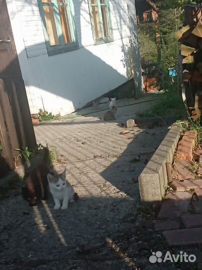 Котятки в добрые руки