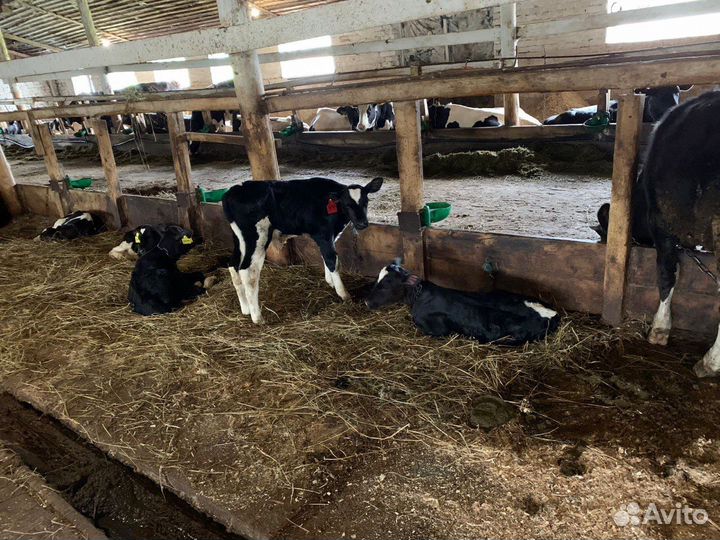 Телята на откорм