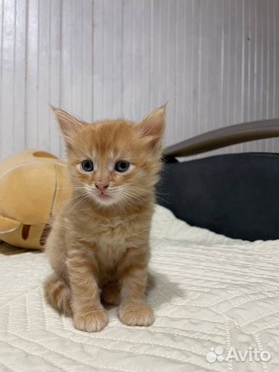 Отдам котят в хорошие руки