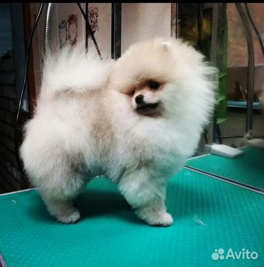 Профессиональная стрижка шпицев