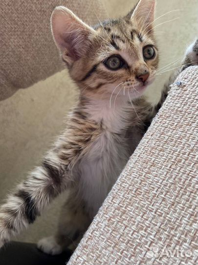 Кошка бесплатно