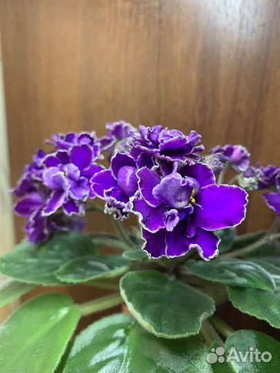 Фиалки мини