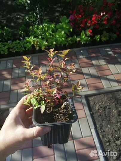 Спирея японская Фаерлайт