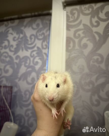 Крыса мальчик