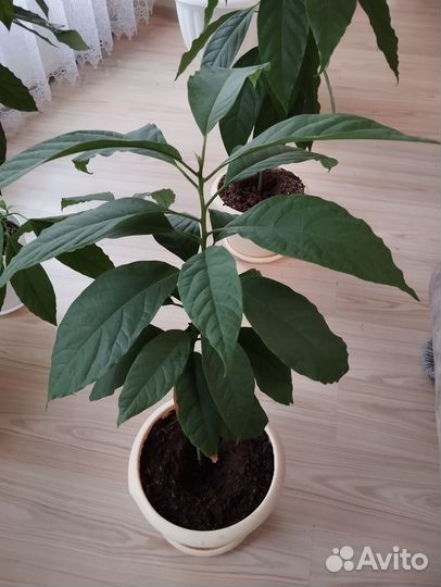 Авокадо растение