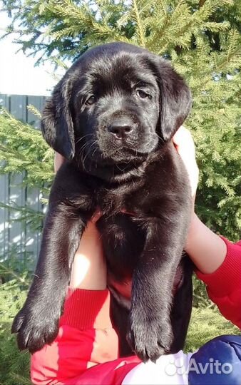 Щенки лабрадора
