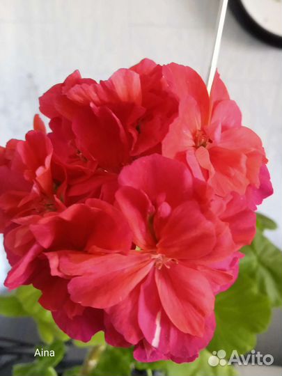 Пеларгония герань сортовая