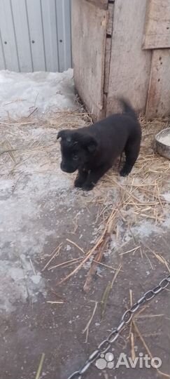 Щенки в дар