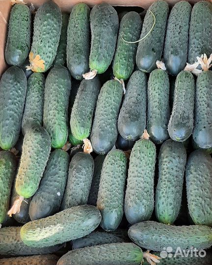 Огурцы,перец болгарский