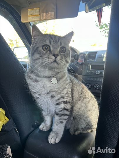 Шотландский кот вязка