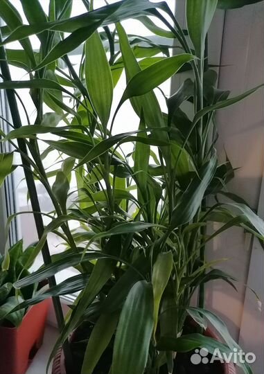 Пальма драцена. Dracaena Sanderiana. 70см