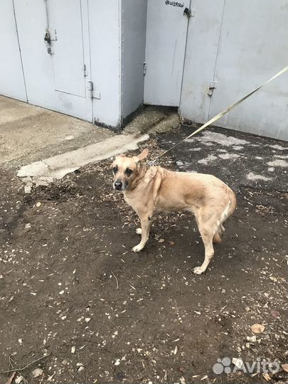 Собака в добрые руки