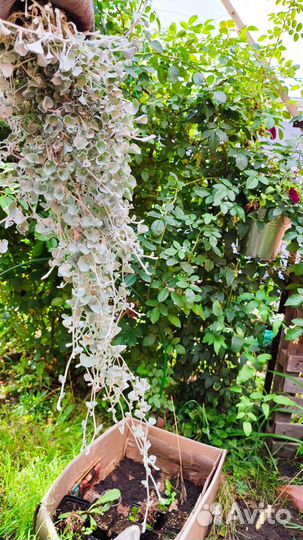 Дихондра, вербейник