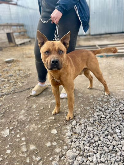 Стаффордширский терьер